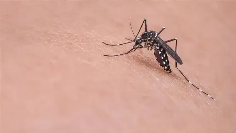 Deseta osoba preminula od virusa Zapadnog Nila u Sjevernoj Makedoniji