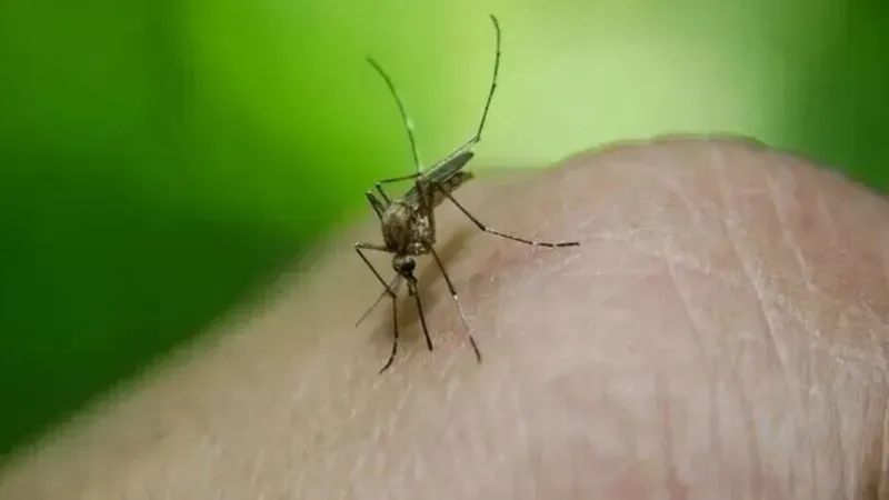 U Hrvatskoj 15 infekcija virusom Zapadnog Nila, deset osoba hospitalizirano